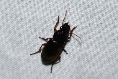 <i>Pseudoophonus rufipes</i>