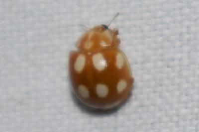 <i>Calvia decemguttata</i>