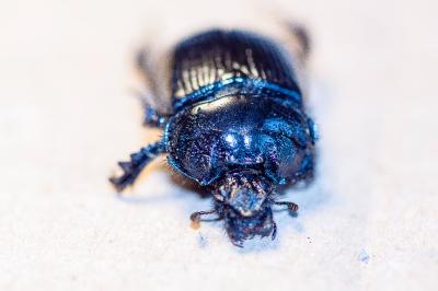 <i>Typhaeus typhoeus</i>