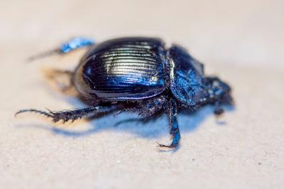 <i>Typhaeus typhoeus</i>