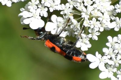 <i>Trichodes apiarius</i>