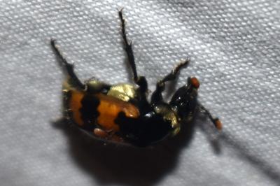 <i>Nicrophorus vespillo</i>