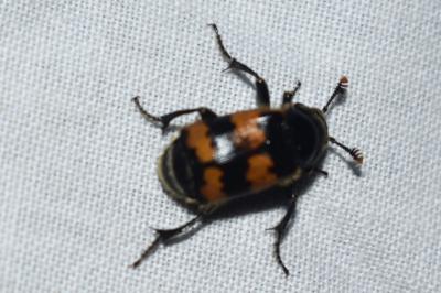 <i>Nicrophorus vespillo</i>