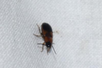 <i>Stenolophus teutonus</i>