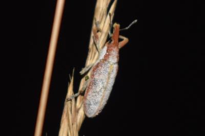 <i>Lixus</i>
