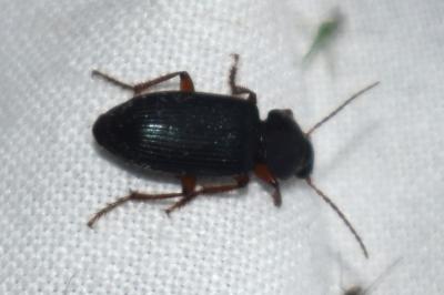 <i>Ophonus ardosiacus</i>