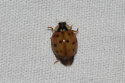 <i>Harmonia axyridis</i>