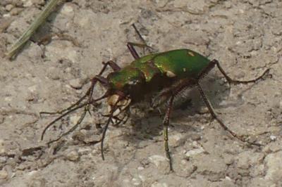 <i>Cicindela campestris</i>