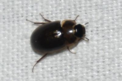 <i>Enochrus</i>