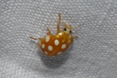 <i>Halyzia sedecimguttata</i>