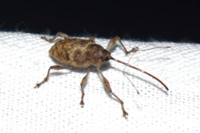 <i>Curculio elephas</i>