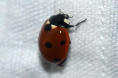 <i>Coccinella septempunctata</i>