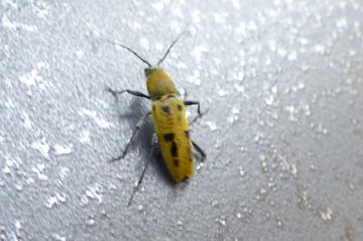 <i>Chlorophorus glabromaculatus</i>