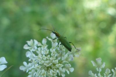 <i>Chrysanthia viridissima</i>
