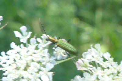 <i>Chrysanthia viridissima</i>