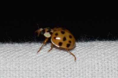 <i>Harmonia axyridis</i>
