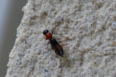 <i>Paederus littoralis</i>