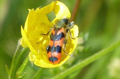 <i>Trichodes alvearius</i>