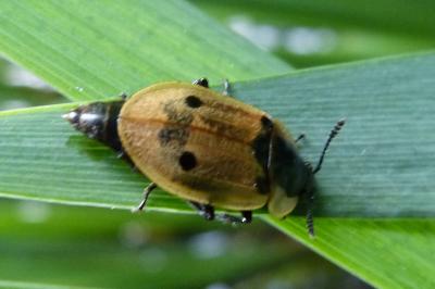 <i>Dendroxena quadrimaculata</i>