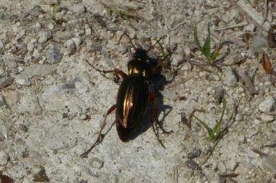 <i>Carabus auratus</i>