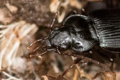 <i>Nebria salina</i>