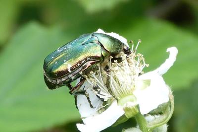 <i>Cetonia aurata</i>