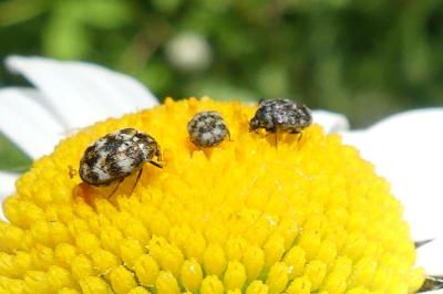 <i>Anthrenus verbasci</i>