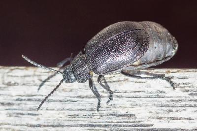 <i>Galeruca tanaceti</i>
