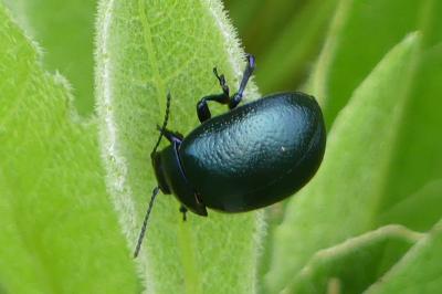 <i>Chrysolina fuliginosa</i>