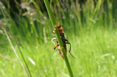 <i>Cantharis</i>