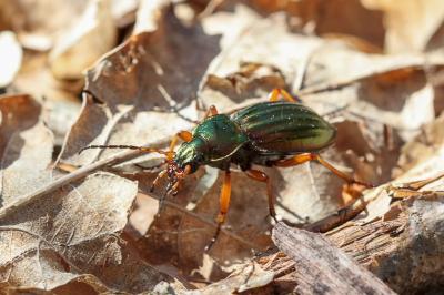 <i>Carabus auratus</i>
