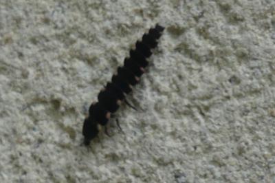 <i>Lampyris</i>