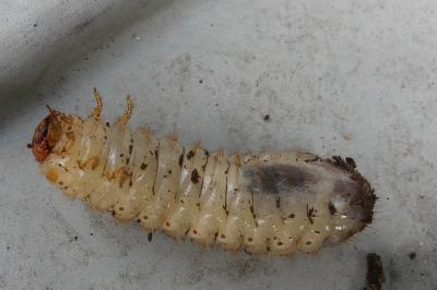 <i>Cetonia</i>