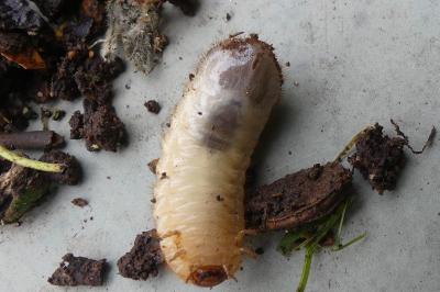 <i>Cetonia</i>