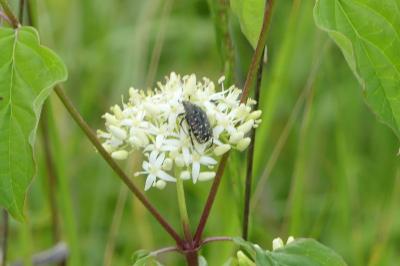 <i>Oxythyrea funesta</i>