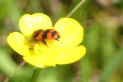 <i>Trichodes alvearius</i>