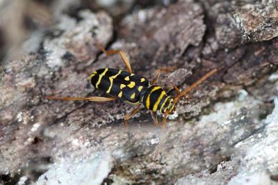 <i>Plagionotus arcuatus</i>