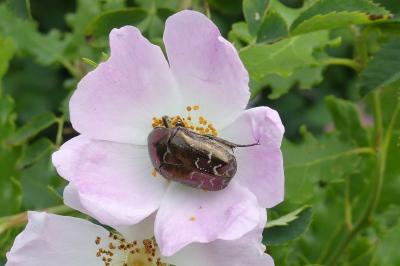 <i>Cetonia aurata</i>