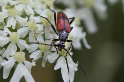 <i>Stenurella bifasciata</i>