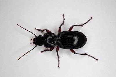<i>Pterostichus madidus</i>
