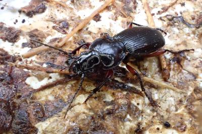 <i>Pterostichus madidus</i>
