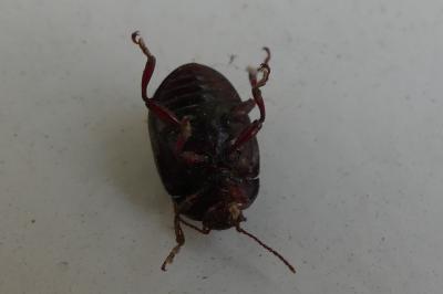 <i>Chrysolina bankii</i>