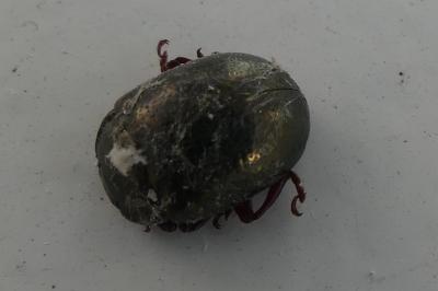 <i>Chrysolina bankii</i>