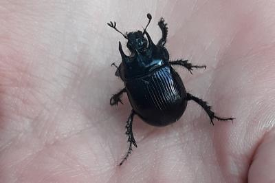 <i>Typhaeus typhoeus</i>