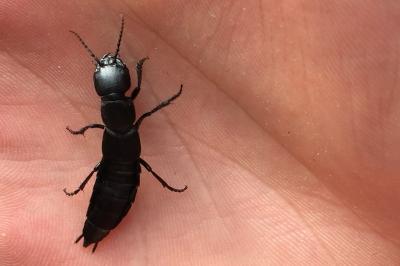 <i>Ocypus olens</i>