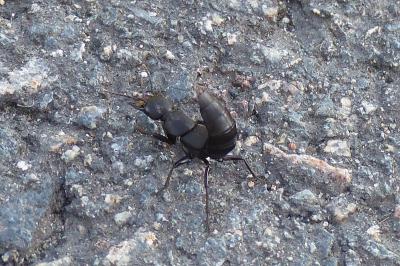 <i>Ocypus</i>