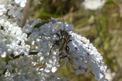 <i>Oedemera flavipes</i>