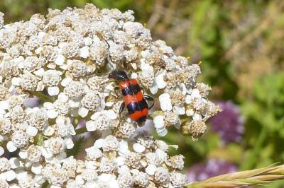 <i>Trichodes apiarius</i>