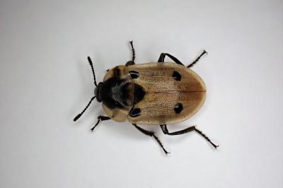 <i>Dendroxena quadrimaculata</i>