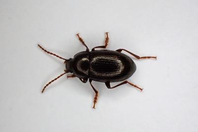 <i>Nalassus laevioctostriatus</i>